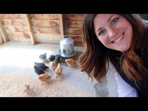 So Excited! My Chickens are Here!!!