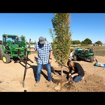 Planting The First Trees On The New Property + 2024 Lilacs!