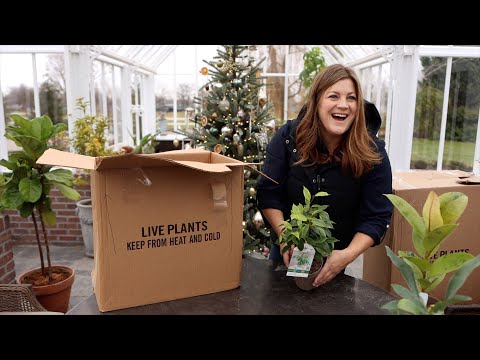 Unboxing Houseplants!