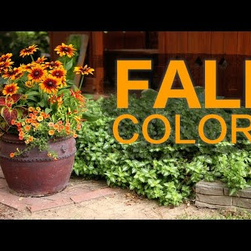 Late Summer/Fall Container