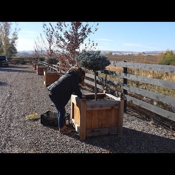 Planting Bulbs in My Parent’s Garden!