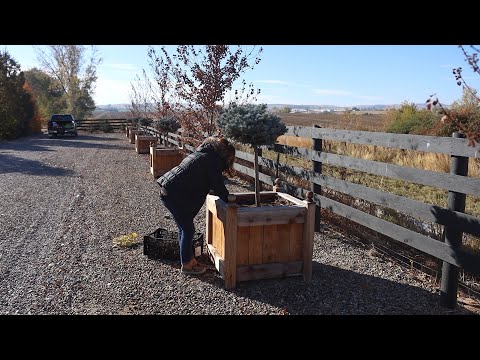Planting Bulbs in My Parent’s Garden!
