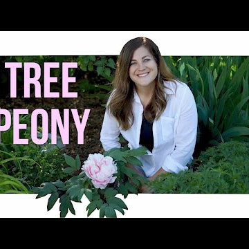 Tree Peony