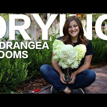 How to Dry Hydrangea Blooms