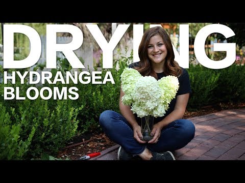 How to Dry Hydrangea Blooms