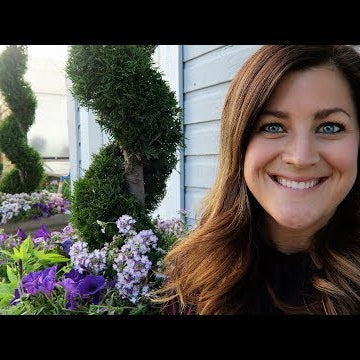 New Boxwoods & Planting Projects