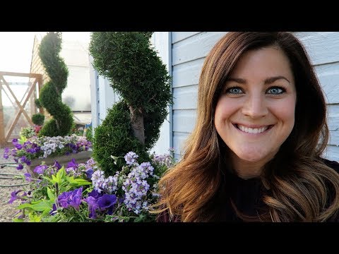 New Boxwoods & Planting Projects