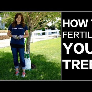 How to Fertilize Trees