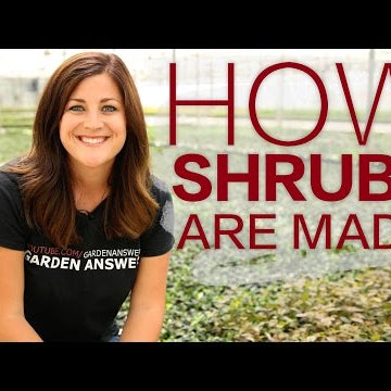 How it's Made: Shrubs