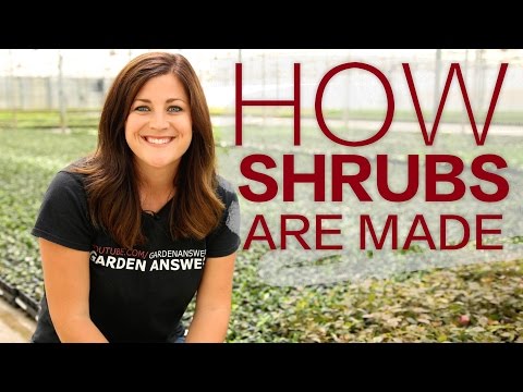 How it's Made: Shrubs