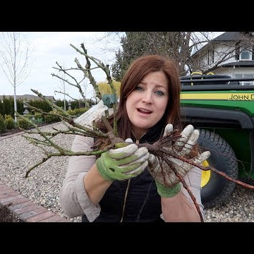 Planting A Few Bare Root Roses!