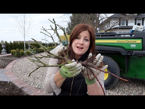 Planting A Few Bare Root Roses!