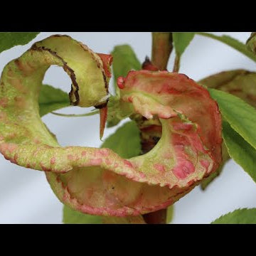 How to Treat Peach Leaf Curl
