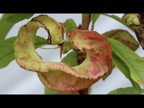 How to Treat Peach Leaf Curl