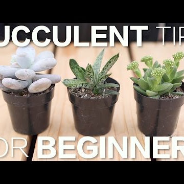 Succulent Tips for Beginners