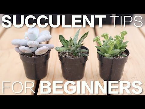 Succulent Tips for Beginners
