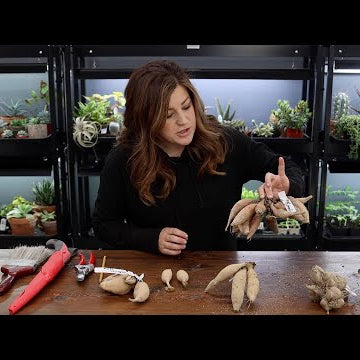 Dividing Dahlias (How We Store Them, Anatomy of a Tuber & Tuber Division)!