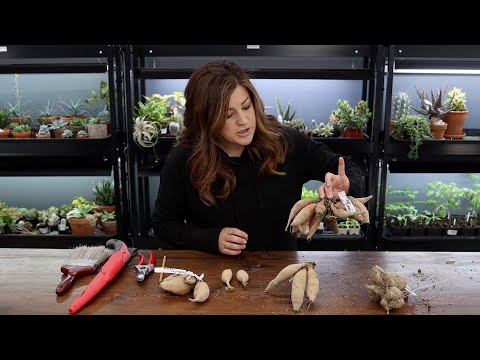 Dividing Dahlias (How We Store Them, Anatomy of a Tuber & Tuber Division)!