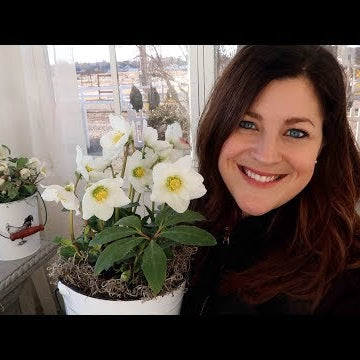 Garden Center Haul + A Few Thoughts on Hellebores