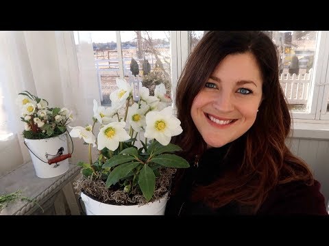 Garden Center Haul + A Few Thoughts on Hellebores