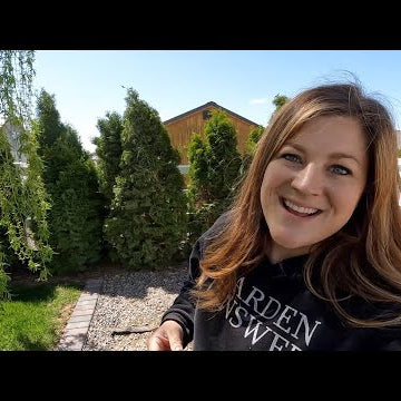 Dahlia Inventory & Replacing a few North Pole Arborvitae!