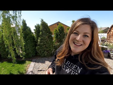 Dahlia Inventory & Replacing a few North Pole Arborvitae!