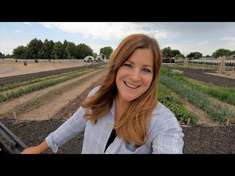 Planting a Whole Bunch of Lilies!!!  (Asiatic, Oriental, Trumpet, Canna & Calla)