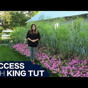 How to Have Success With King Tut Grass