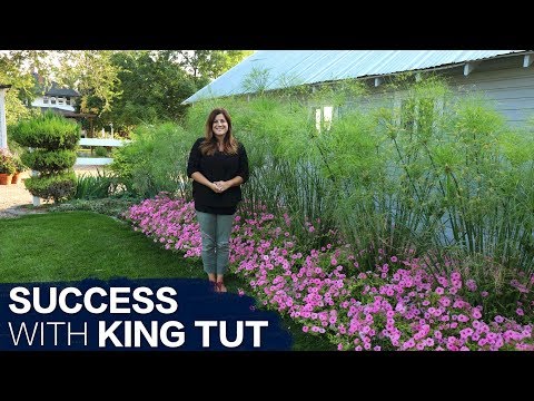 How to Have Success With King Tut Grass