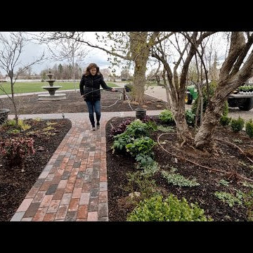 Planting Beautiful Perennials & Training Lonicera Topiaries!