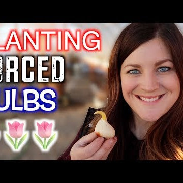 Mini Nursery Tour + Planting Forced Bulbs