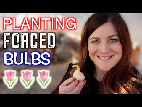 Mini Nursery Tour + Planting Forced Bulbs