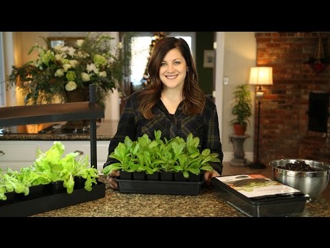 Self Watering Seed Starter Kit