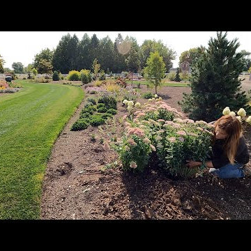 New Tree Load, Transplanting a Ton of Plants & Picking a Volunteer Watermelon!