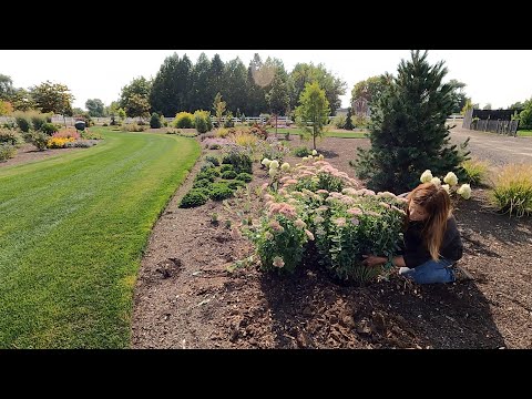 New Tree Load, Transplanting a Ton of Plants & Picking a Volunteer Watermelon!