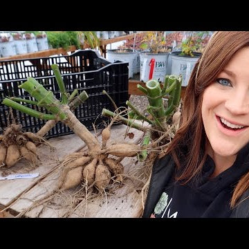 How I’m Digging & Storing Our Dahlias!