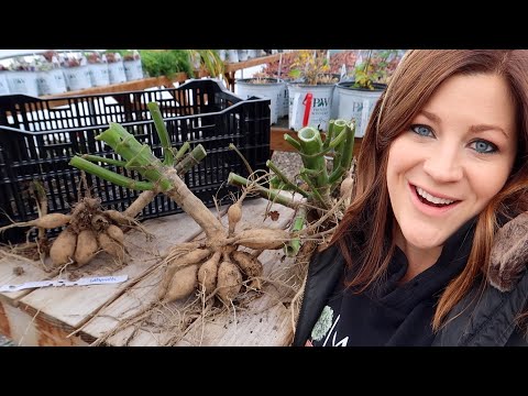 How I’m Digging & Storing Our Dahlias!