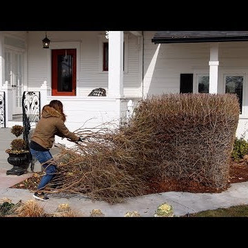 No More Ugly Privet Hedge!
