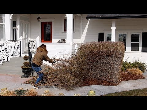 No More Ugly Privet Hedge!