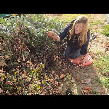 Harvesting Sweet Potatoes & Pulling Zinnias!