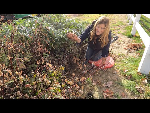 Harvesting Sweet Potatoes & Pulling Zinnias!