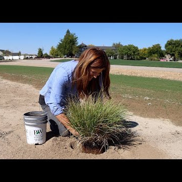 Planting An Evergreen, Ornamental Grasses and a Blooming Shrub!