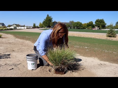 Planting An Evergreen, Ornamental Grasses and a Blooming Shrub!