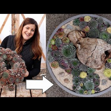 Old Sempervivum Wreath Turned into New Arrangement!
