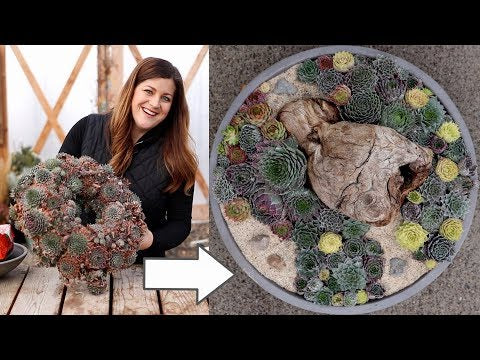 Old Sempervivum Wreath Turned into New Arrangement!