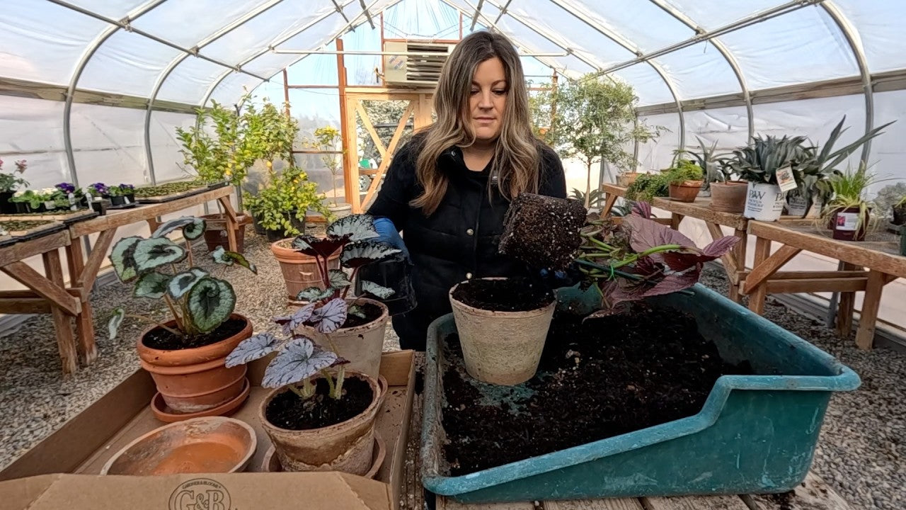 One Year Old Perennial Container Refresh & Potting Up Displaying 4 Begonias Inside!