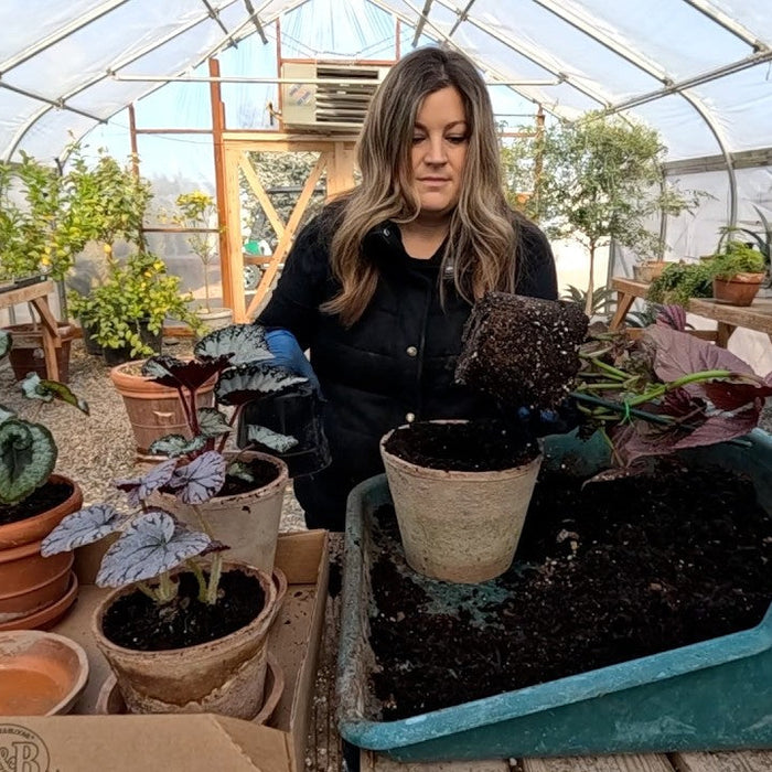 One Year Old Perennial Container Refresh & Potting Up Displaying 4 Begonias Inside!