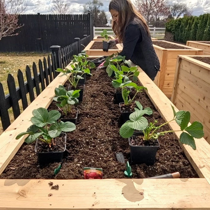 I’ve Wanted to Do This Project for SO Long!!! The MOST Epic Strawberry Beds!