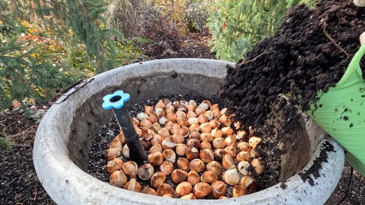 A gardener pours soil from a green container into a large round planter filled with flower bulbs, preparing for planting outdoors.