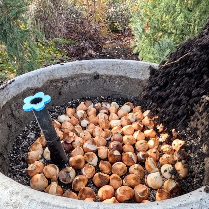 A gardener pours soil from a green container into a large round planter filled with flower bulbs, preparing for planting outdoors.